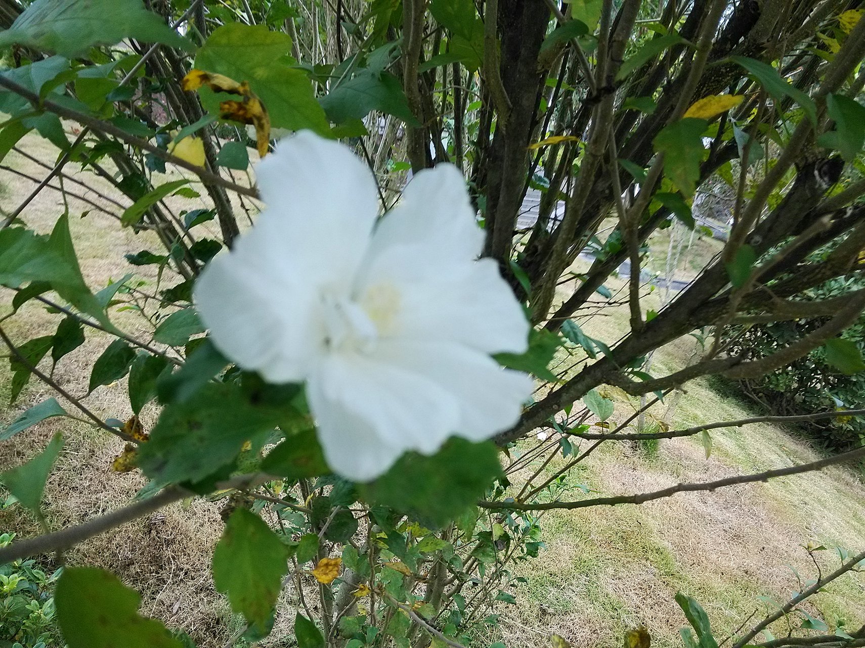 微寒(微寒有爱遇深秋的意思) 微寒(微寒有爱遇深秋的意思)