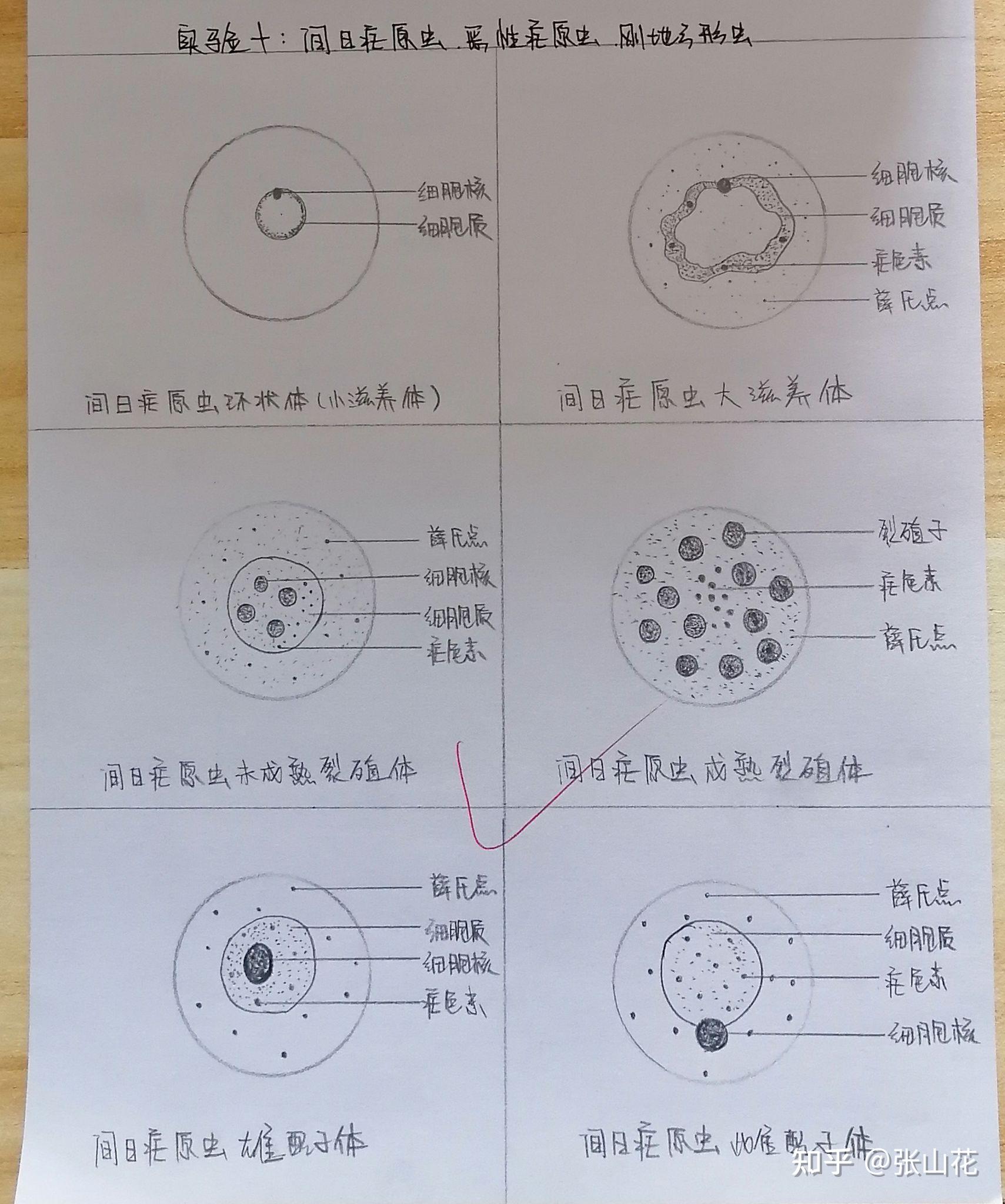 包囊(包囊晶尘) 包囊(包囊晶尘)