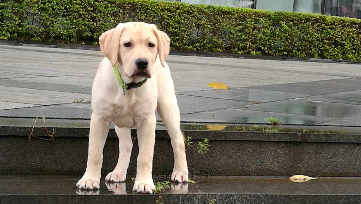 出落(出落的落落大方是什么意思) 出落(出落的落落大方是什么意思)