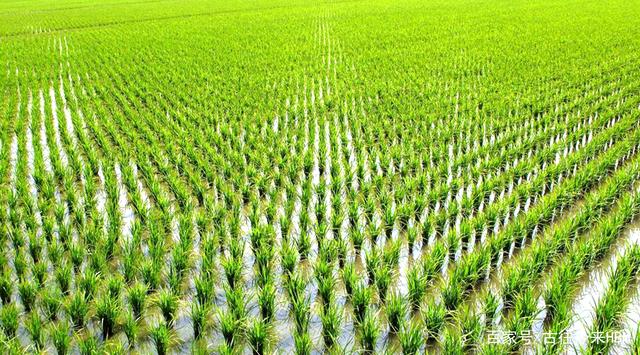 禾苗拼音(禾苗拼音组词) 禾苗拼音(禾苗拼音组词)