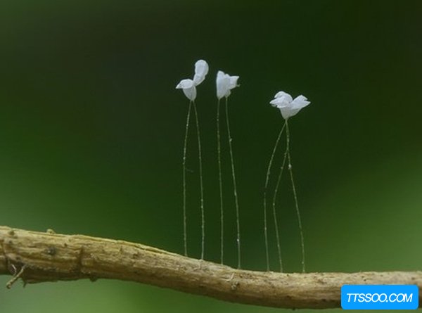 昙(昙怎么读) 昙(昙怎么读)