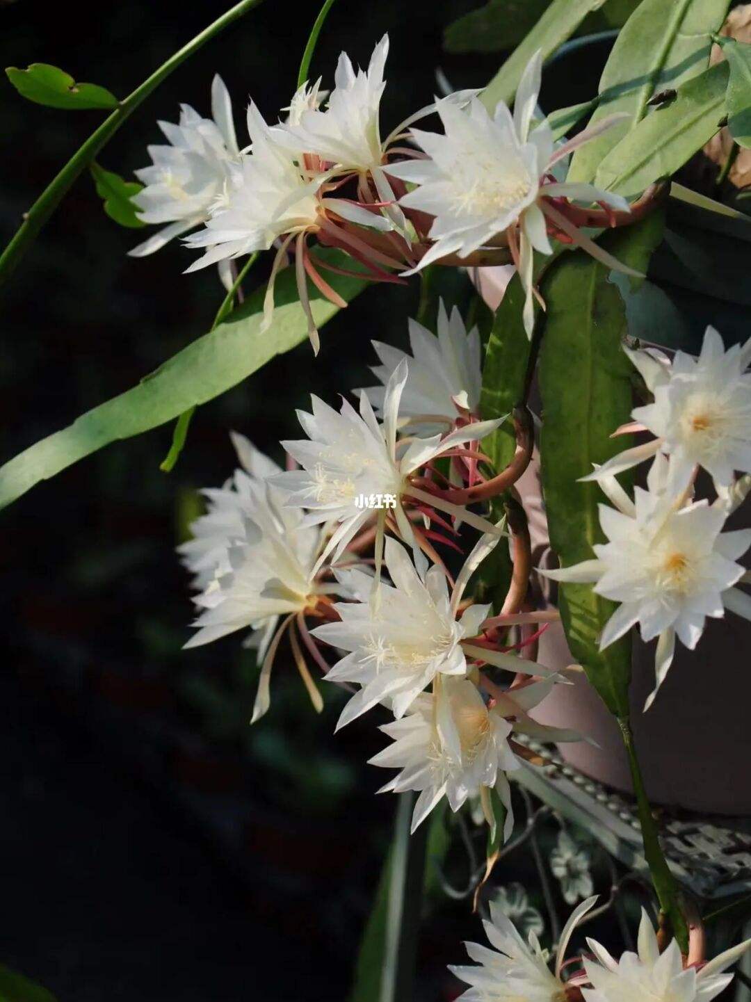 昙(昙怎么读) 昙(昙怎么读)