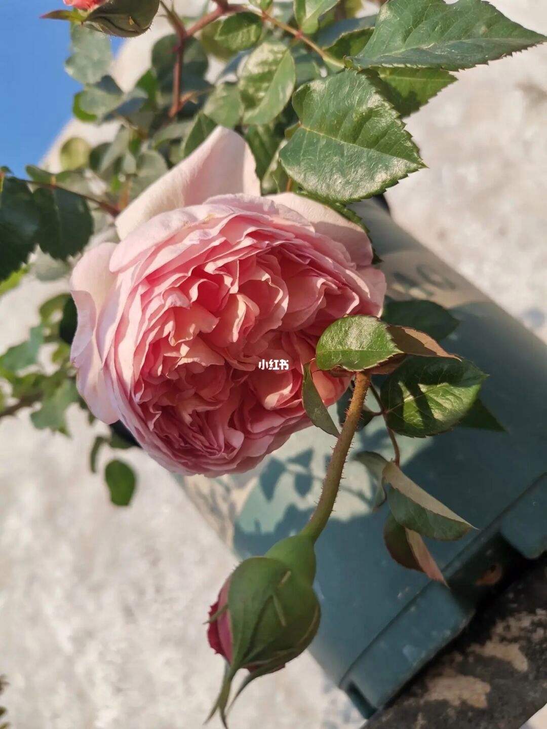 仙女泉月季(仙女泉月季缺点和优点)