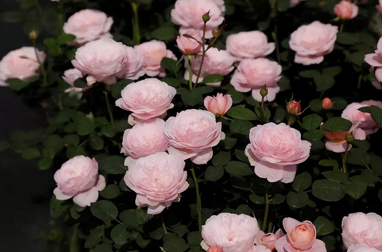 仙女泉月季(仙女泉月季缺点和优点)