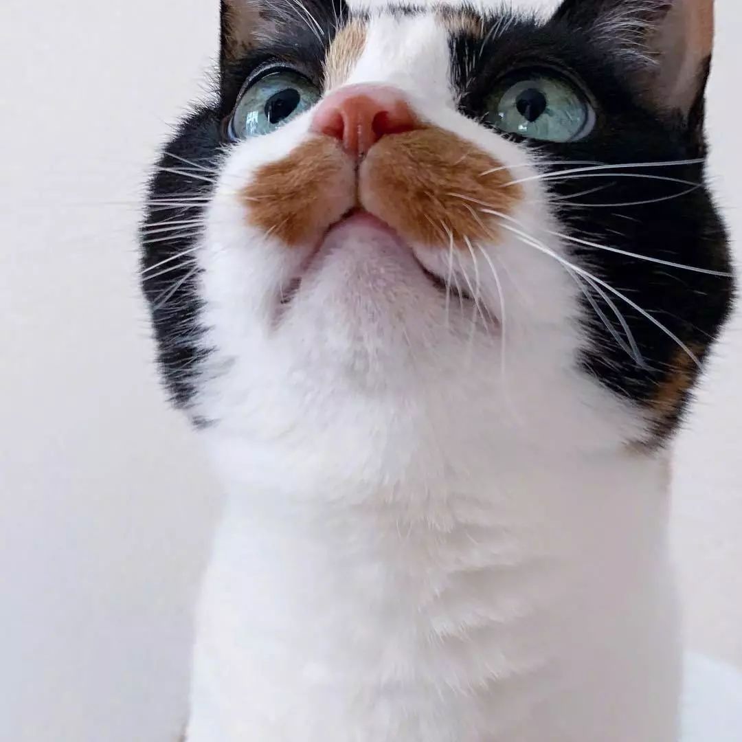 猫能吃花生吗(猫能吃花生吗生的)