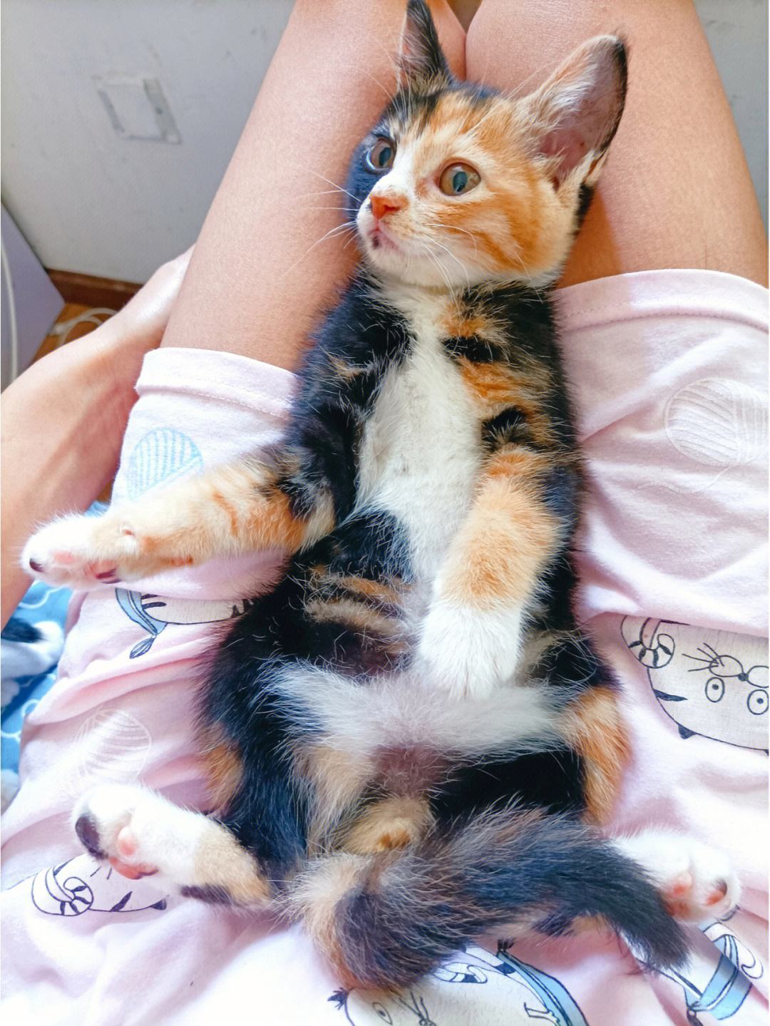 猫能吃花生吗(猫能吃花生吗生的)