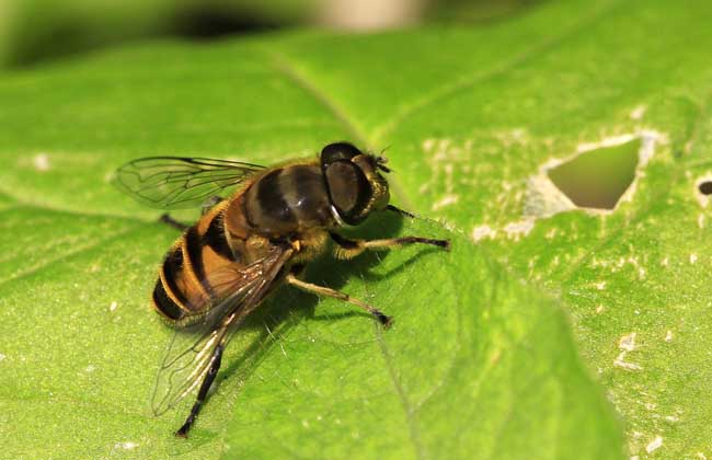 虻怎么读(罅怎么读音)