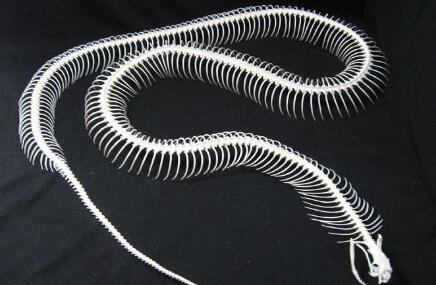 2,词目,百足之虫,发音,bǎi zú zhī chóng,释