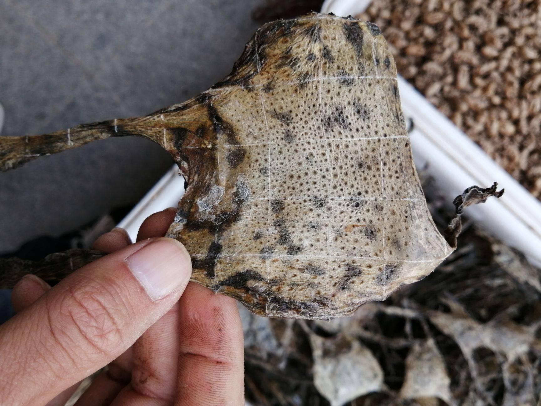 3,余加偏旁虫,组成新字蜍chú组词蟾蜍魄蜍玉蜍蝉蜍癞蜍蜍兔蜍蟾蟾蜍