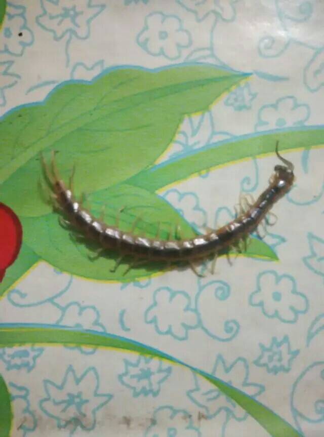 蜈组词(蜈组词二年级下册语文)