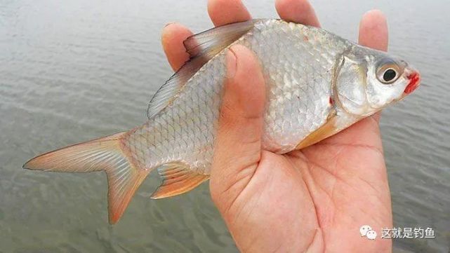 鲫的读音(过江之鲫的读音)