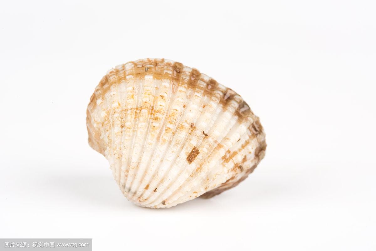 泥蚶怎么读(泥蚶的功效与作用禁忌)