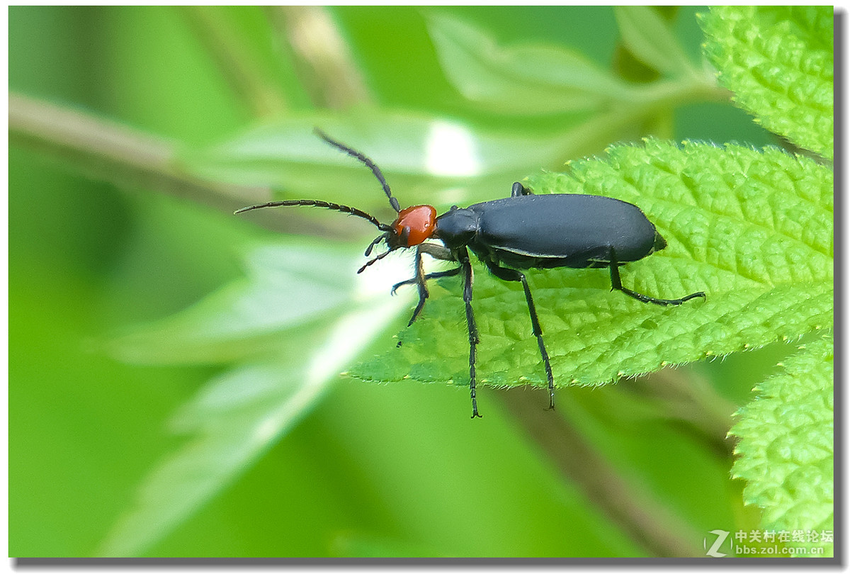 芫菁(芫菁蔬菜图片)