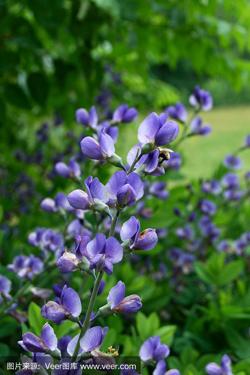 靛花(靛花什么时候开花)