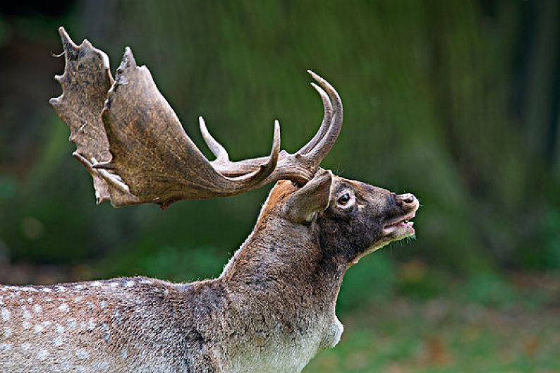 角鹿(角鹿怎么驯服)