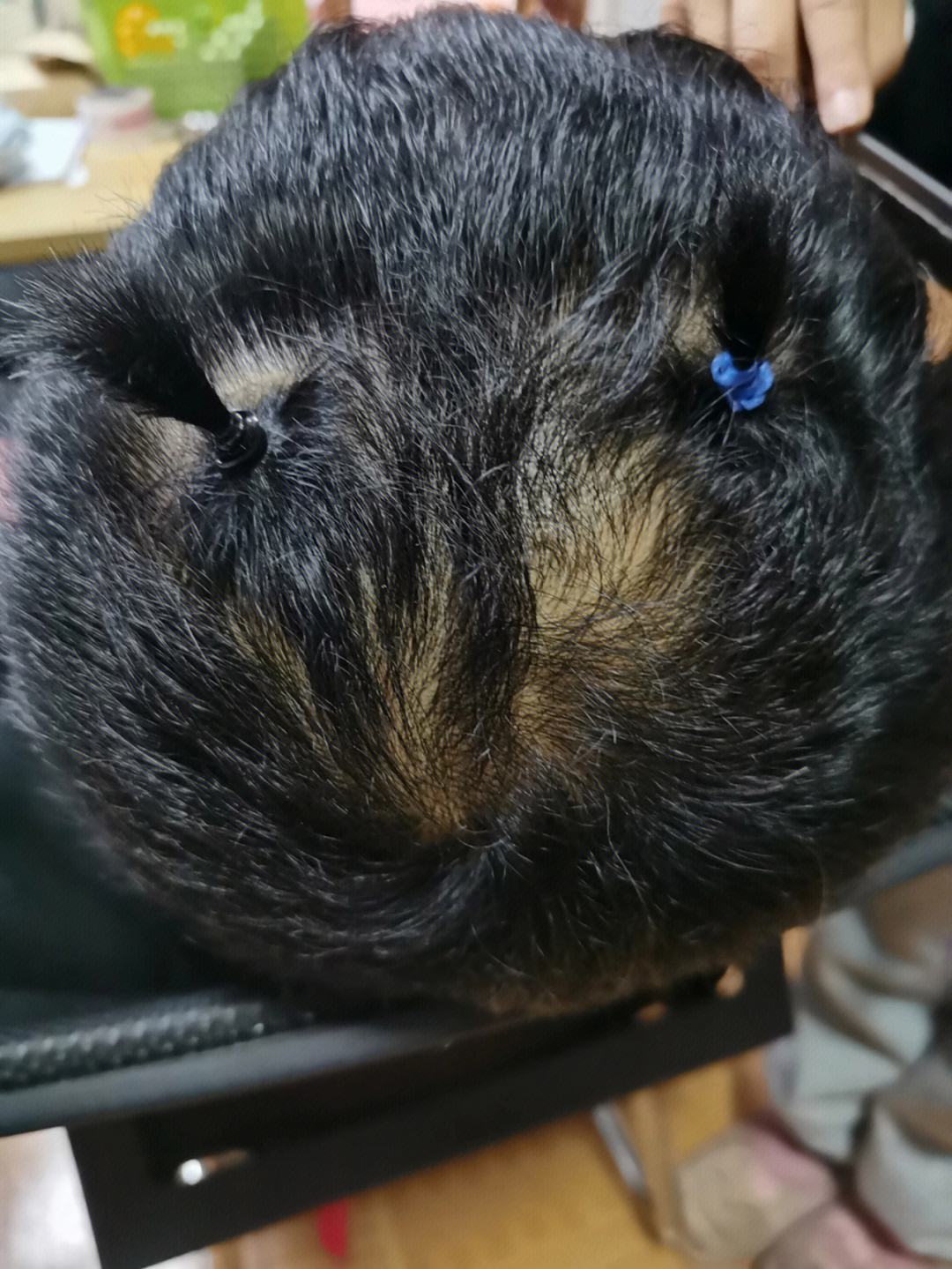 留着长生辫,大家这样叫着也就习惯了张云雷的粉丝也这样叫小辫他,之后