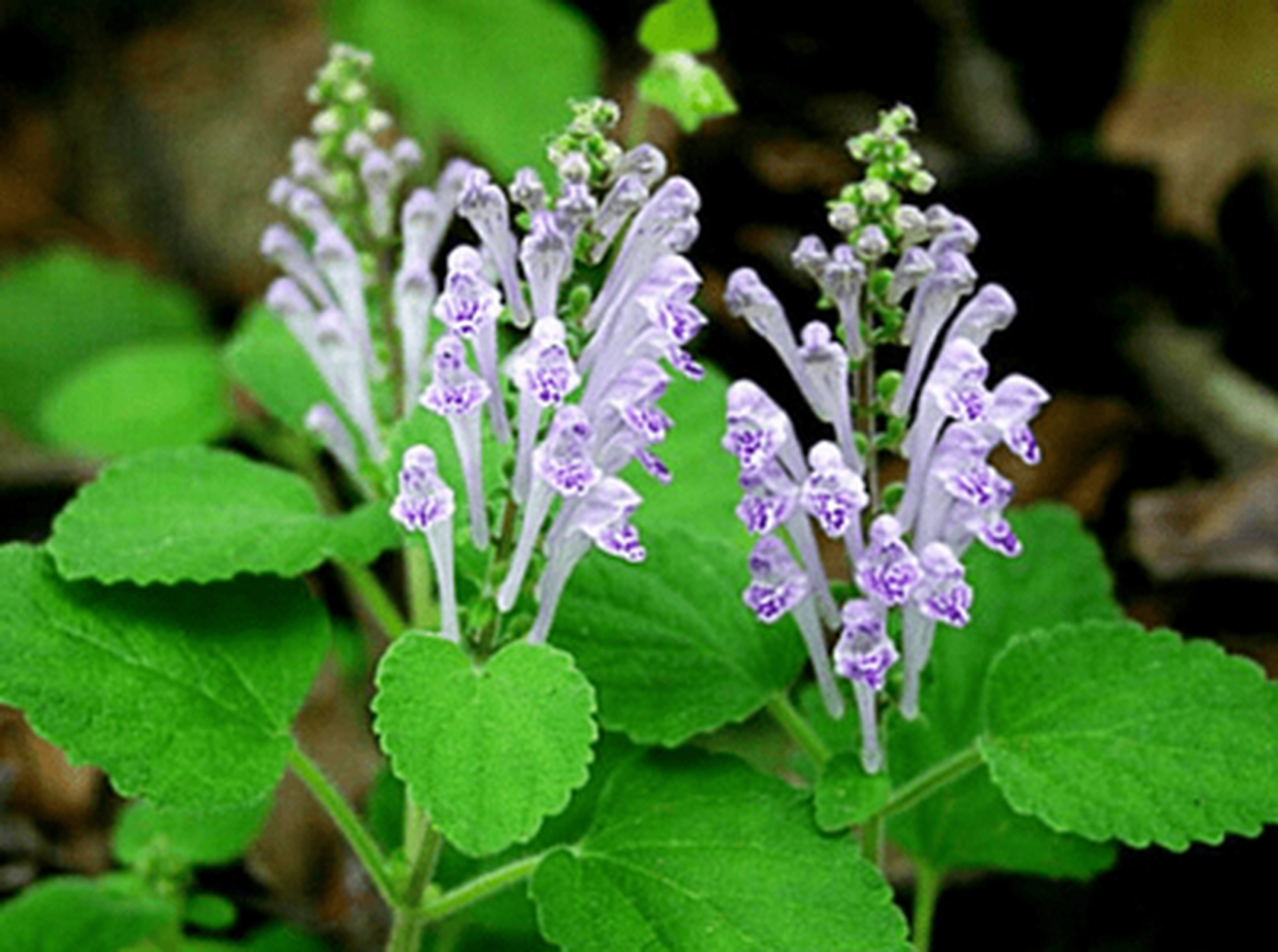 草莱(为人君而不能谨守其山林菹泽草莱)