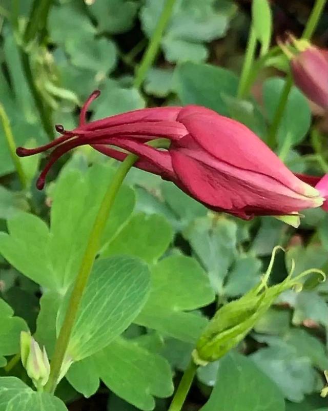 典型的花,在一个有限生长的短轴上,着生花萼花冠和产生生殖细胞的雄蕊