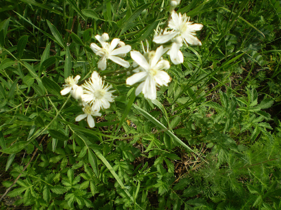 根子(根子荔枝贡园)