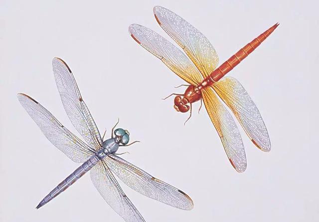 蜓笔顺(蜻蜓的蜓笔顺)